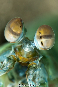 mantis shrimp - the bugger charged me !!! so I took his p... by Dave Baxter 